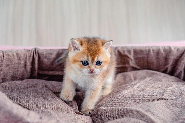 British breed golden chinchilla kitten