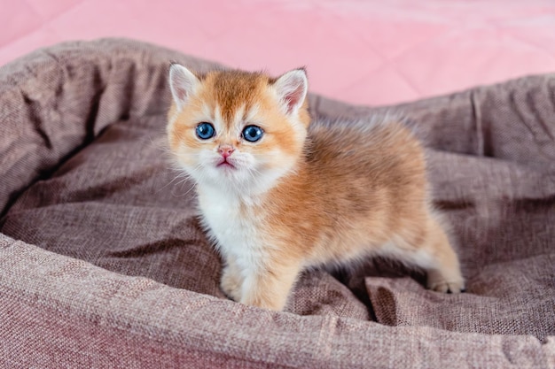 イギリスの金色のチンチラの子猫