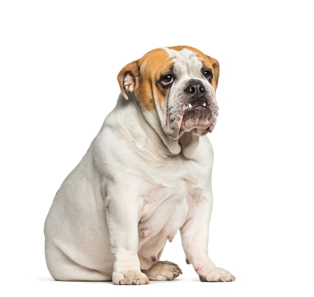 British Bulldog, English Bulldog, 10 months old, sitting in front of white background