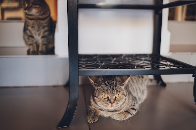 クローゼットの下に座って家にいるイギリスの猫。