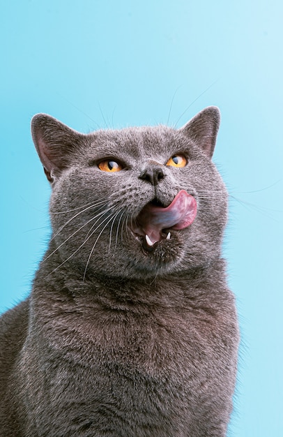 British cat on a blue surface licks and shows tongue