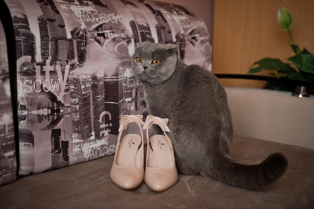 The British cat and the bride's shoes 3161