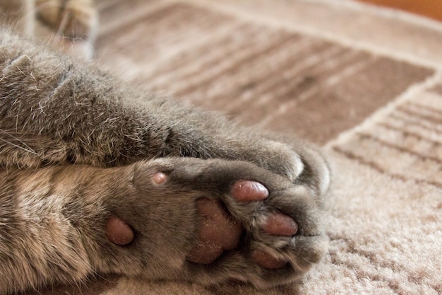 Gatto britannico, carino zampe di gatto grigio close-up