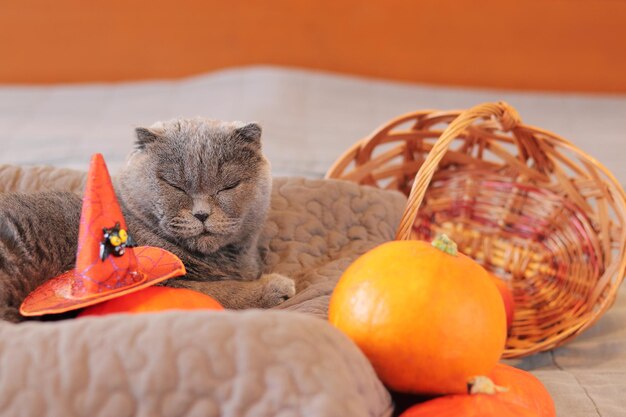 British cat and halloween gray domestic cat near a pumpkin a wicker basket and a witch's hat pet
