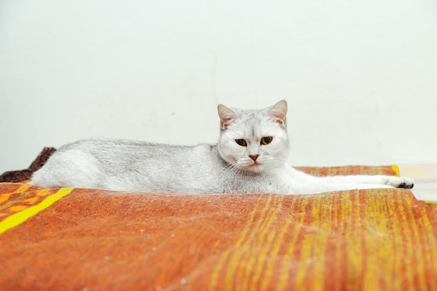 British cat lies on the bed