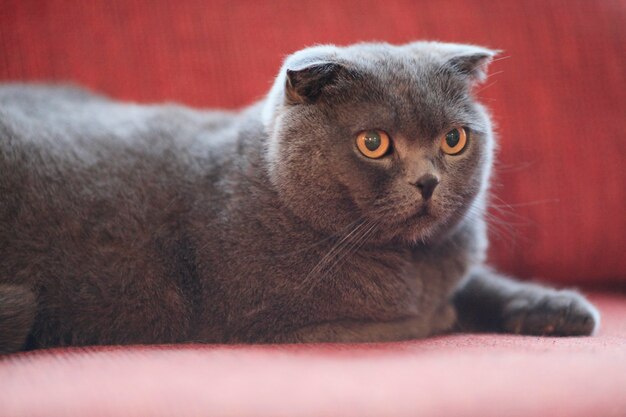 The British cat lies in a cozy red armchair. Pet Close-up.