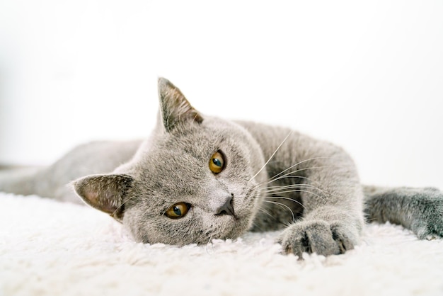 British cat lies on a white background