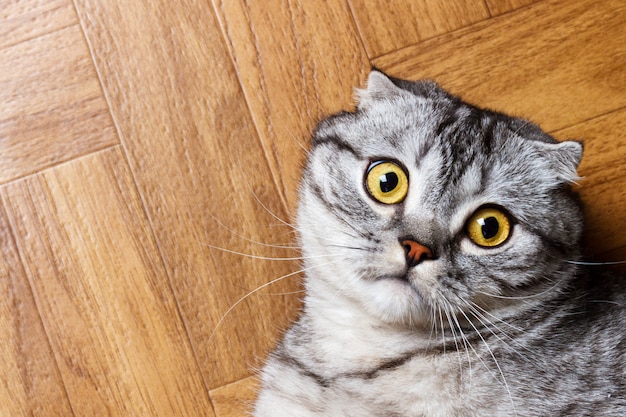 Британский кот лежит на полу. удивленный шотландский кот на полу с копией пространства