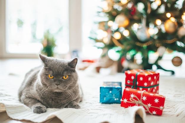 Foto gatto britannico sdraiato vicino a scatole regalo