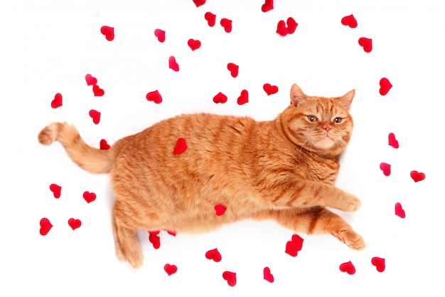 British Cat, portrait cat , Valentine's Day, heart