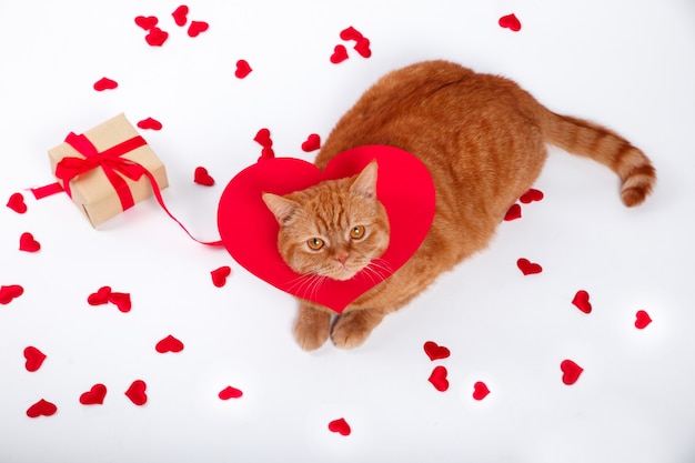 Photo british cat, portrait cat , valentine's day, heart