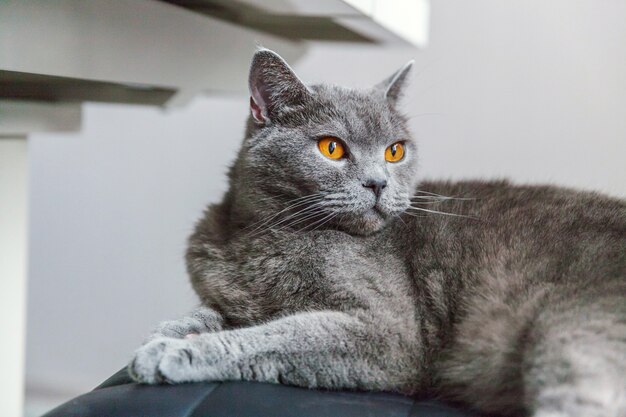 Photo british cat posing on black modern chair indoor at home