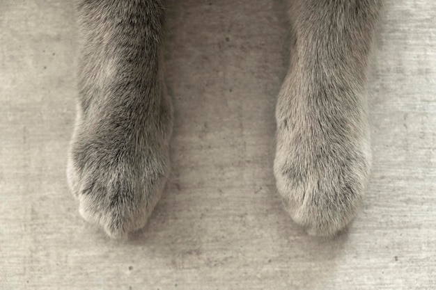 British cat's paws on gray background