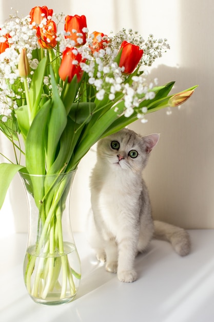 英国の猫は、赤いチューリップの花束が付いたガラスの花瓶の隣に座っています。