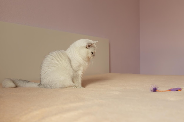 British cat sitting on a bed and looking on boring toy