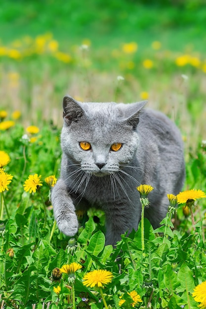 British cat in the spring on the grass with yellow dandelions