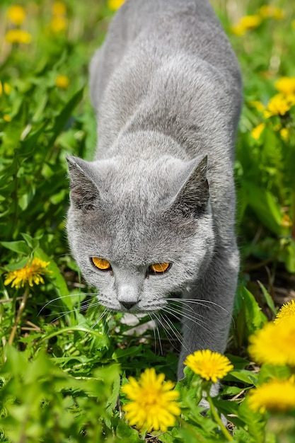 British cat in the spring on the grass with yellow dandelions