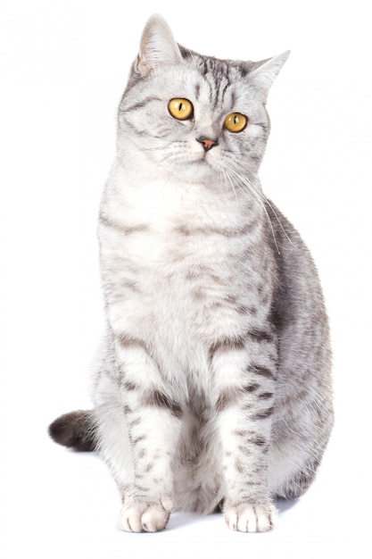 Photo british cat on white