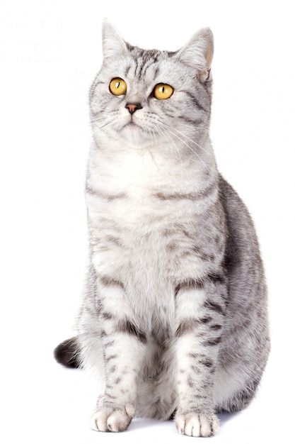 Photo british cat on white