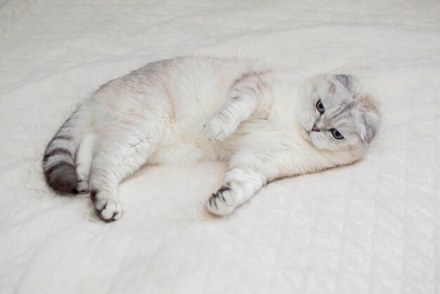 家のインテリアに大きな青い目をしたイギリスの猫。飼いならされた灰色の猫がベッドで寝ています。獣医クリニックの画像、猫に関するウェブサイト。世界猫の日。健康的な愛らしいペットや猫。