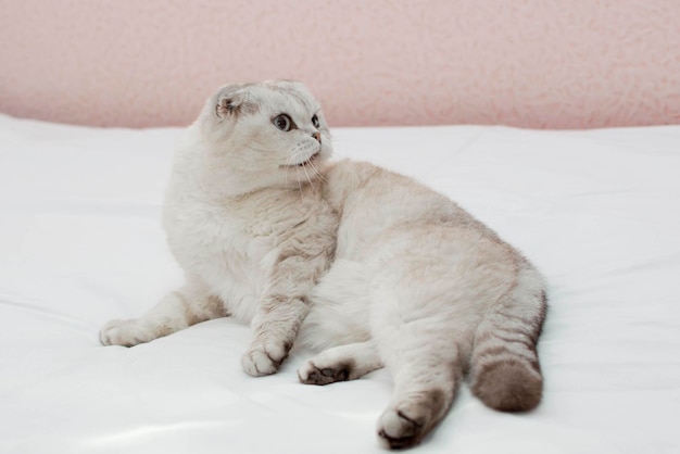 A British cat with big blue eyes in a home interior. A domestic gray gray cat sleeps on the bed. Image for veterinary clinics, websites about cats. World Cat Day.