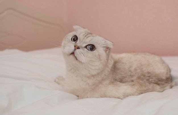 A British cat with big blue eyes in a home interior. A domestic gray gray cat sleeps on the bed. Image for veterinary clinics, websites about cats. World Cat Day.