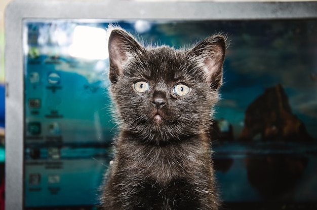 Gatto britannico lavora dietro un laptop a letto a lungo nella notte, carta da parati, notte-notte, lavoro a casa, vita da gatto, gatto british shorthair