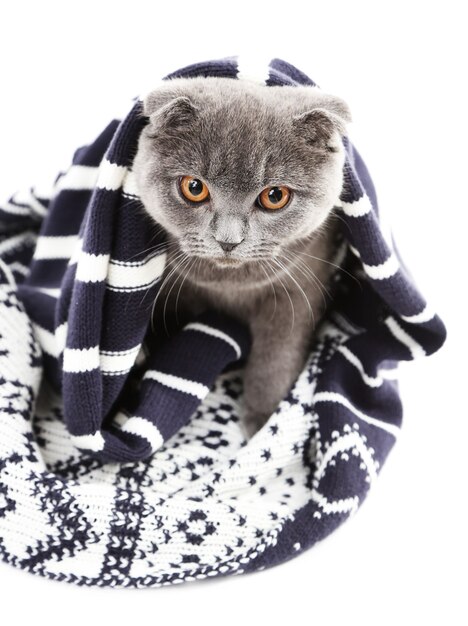 British cat wrapped in plaid on white