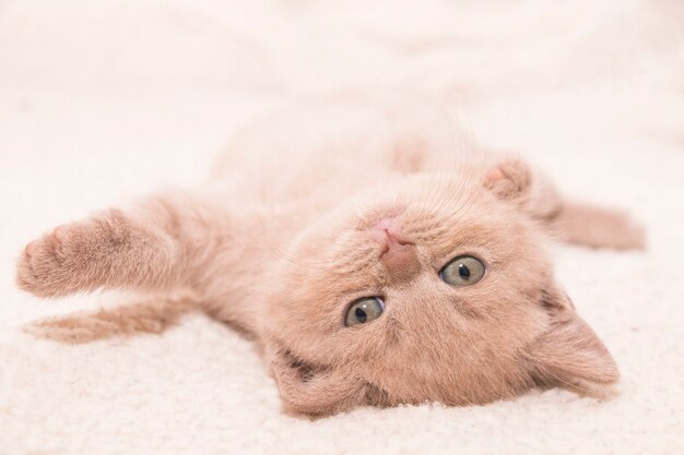 British cute kitty lying on back