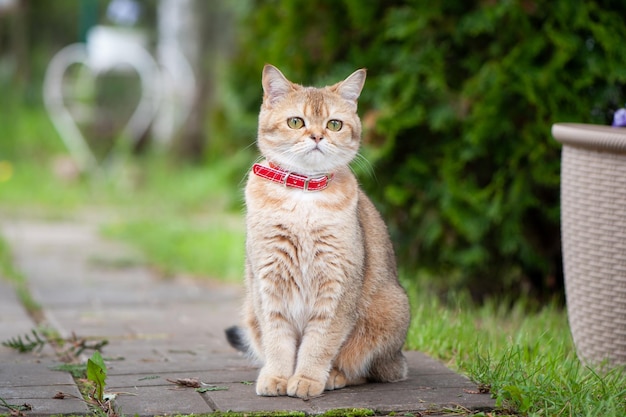 通りの通路に座っている黄金のチンチラ色のイギリスの雌猫