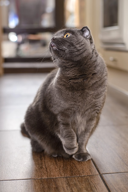 Photo british fold grey cat looking up