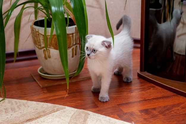 British fold kitten with dark paws, peach color.