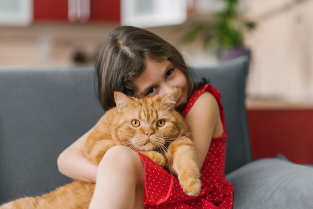 Photo british ginger british cat on the lap of a contented happy girl
