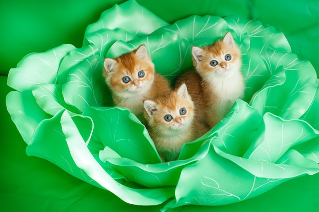 British Golden chinchilla kitten in big green cabbage