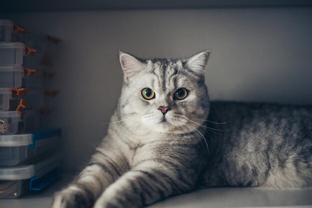 A british gray cat lays on the shelf and sleeps with closed eyes and pulling out the front paws Shallow focus and dark blurred backgroundxA