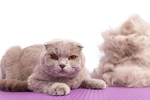 A British gray cat looks at camera laying near by large pile of his own fur after a haircut in an animal beauty salon Selective focus Isolated on white