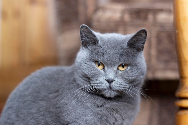 写真 英国の灰色の猫部屋に座っているペットの肖像画