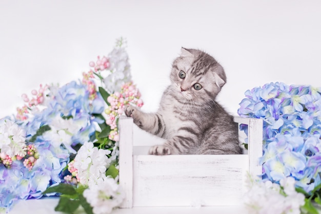 British grey kitten sits in a box with flowers on a white background. The Scottish fold cat looks up and jumps up .