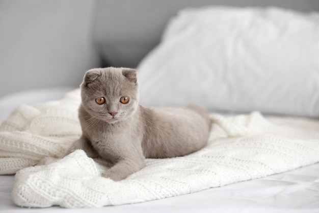 British kitten on bed indoors