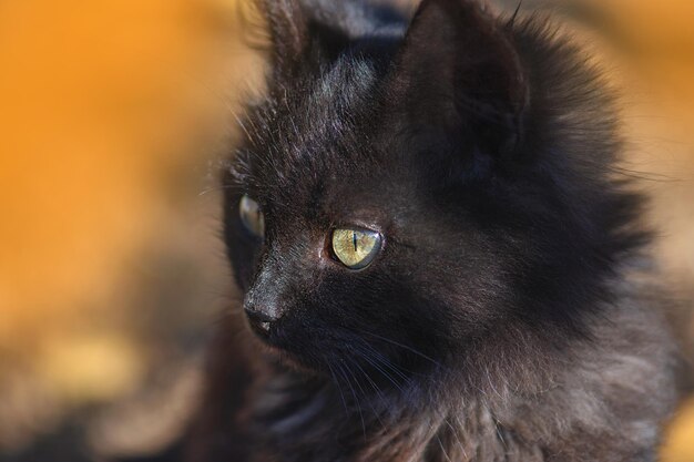 自然の紅葉の中のイギリスの子猫 黄色の紅葉の中の面白い子猫