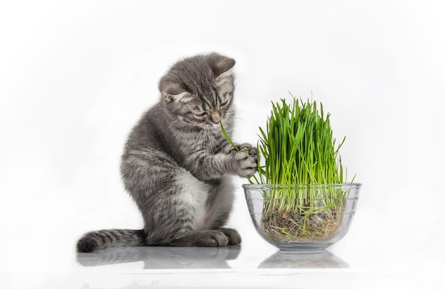 British kitten funny eating grass