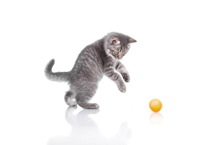 Photo british kitten funny played isolated whitevvvv