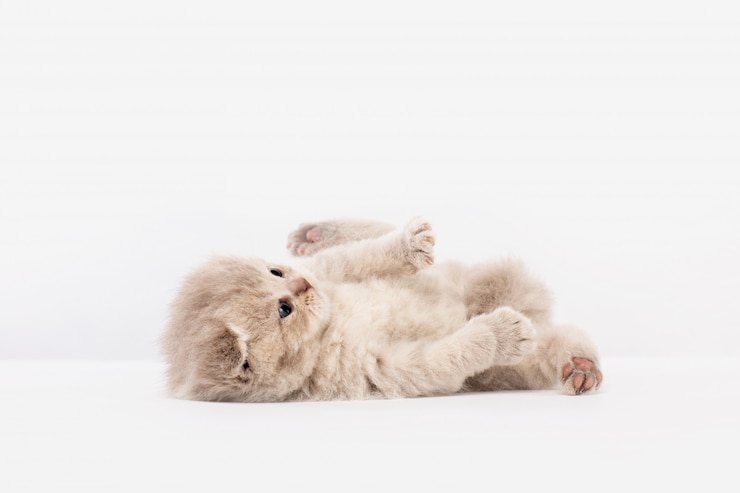 イギリスの子猫は仰向けになって遊ぶ