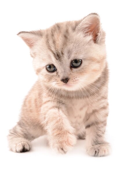 영국 새끼 고양이