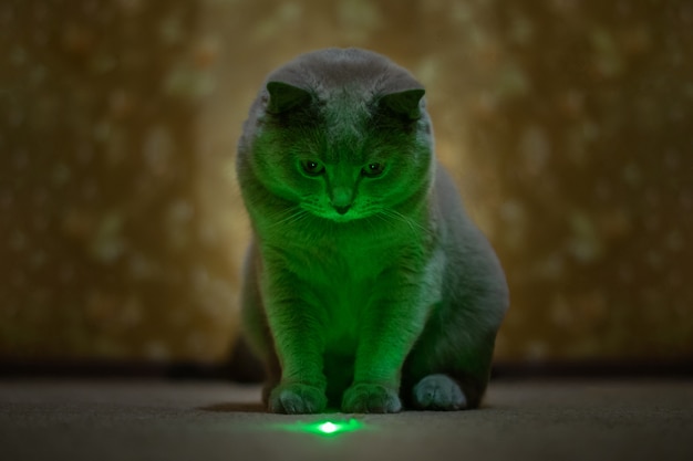 British lilac cat looks at a green speck from a laser pointer