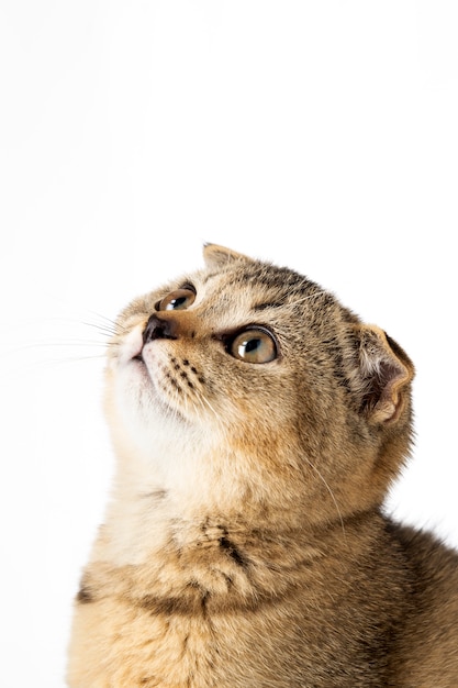 Piccolo gattino britannico con le orecchie del popolare su una priorità bassa bianca