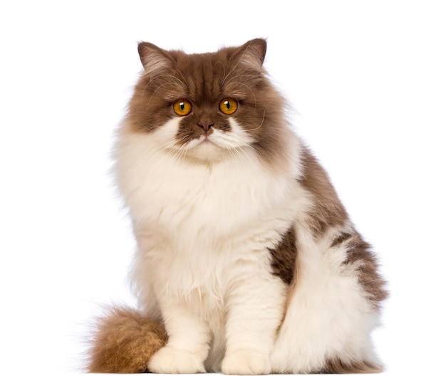 British Longhair (10 months old) sitting and looking