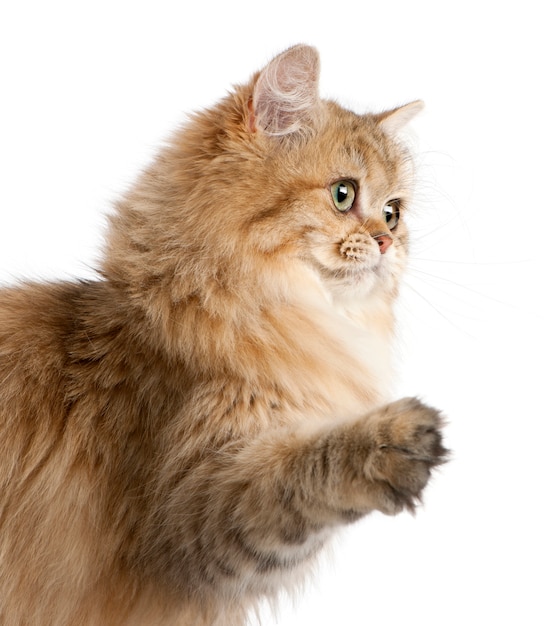 British Longhair cat (4 months old)