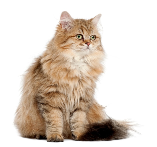 British Longhair cat (4 months old)