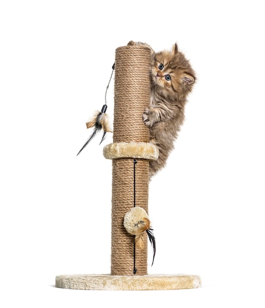 Британский длинношерстный кот играет на кошачьих деревьях